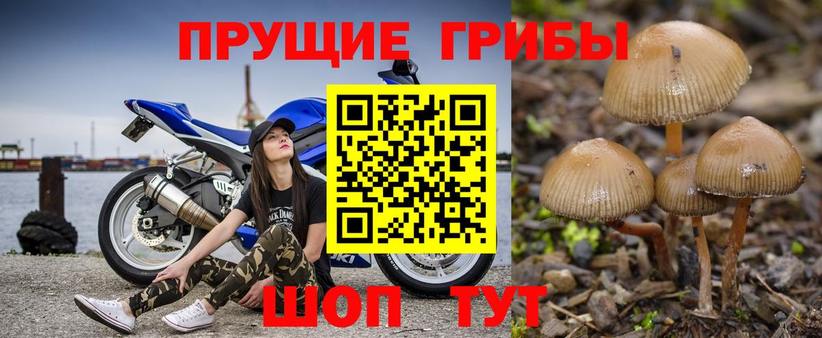 Псилоцибиновые грибы Psilocybine cubensis  цены наркотик  Борзя  Вход с VPN  Псилоцибиновые грибы Psilocybine cubensis 